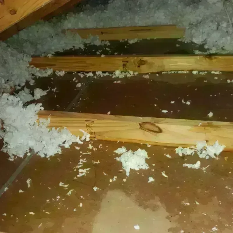 Attic Water Damage in Dallas, TX