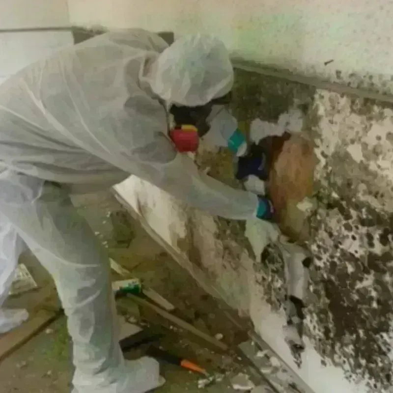 Mold Remediation and Removal in Dallas, TX